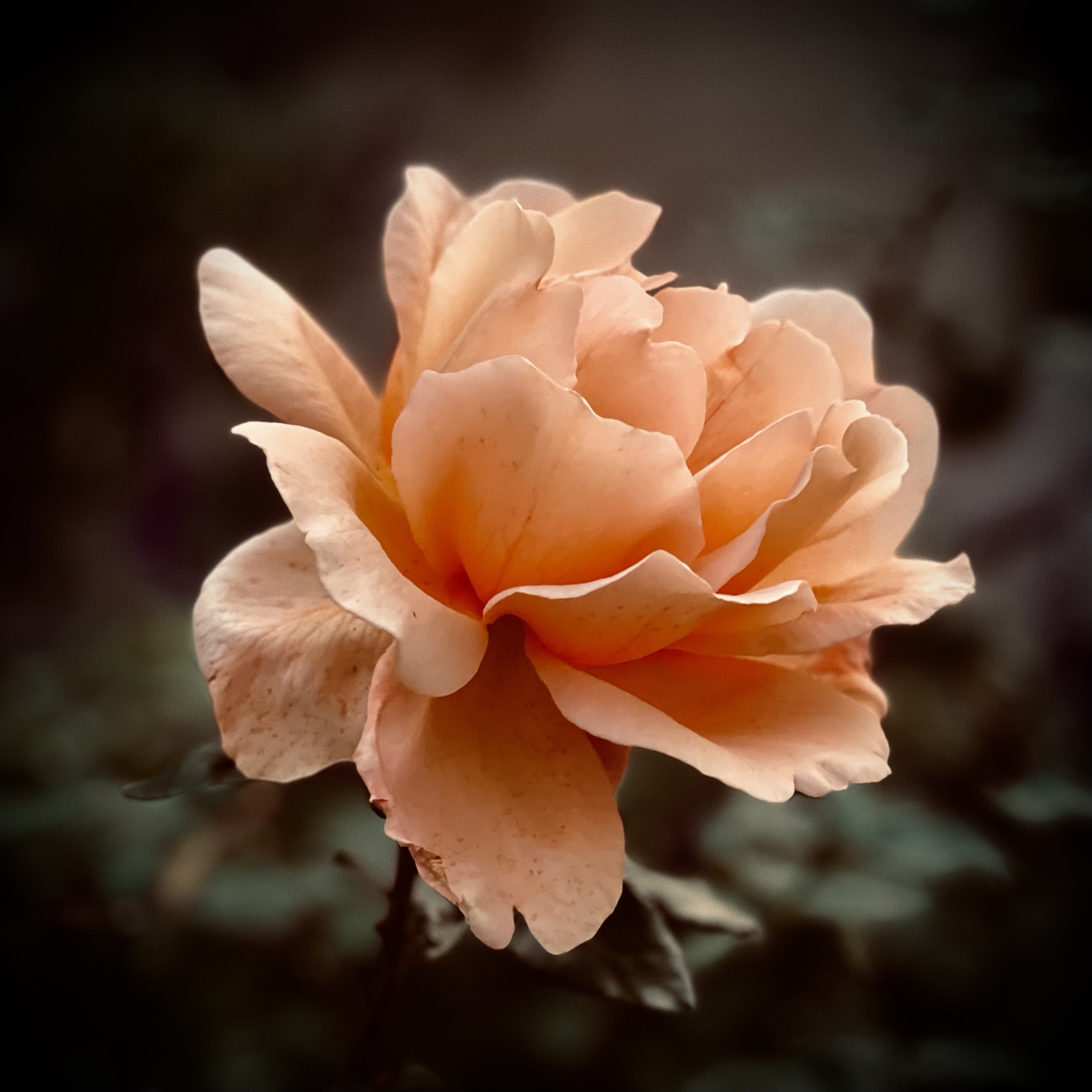 slow shutter day · a rose