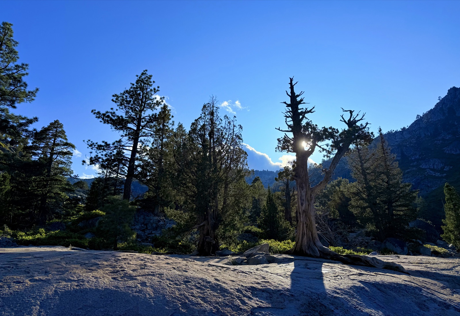 granite + old pines · desolation